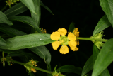 Heimia salicifolia RCP9-09 038.jpg